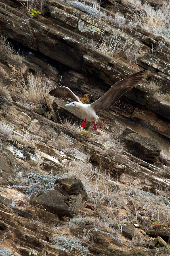 Red-footed Booby Final Approach Photograph by David Beebe