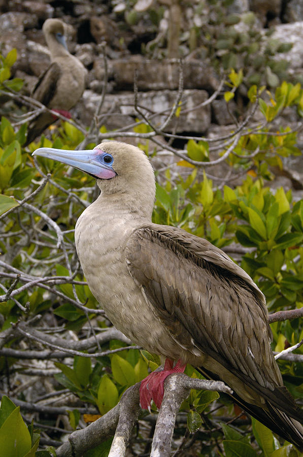 Red-footed Booby Galapagos Islands Photograph by Pete Oxford