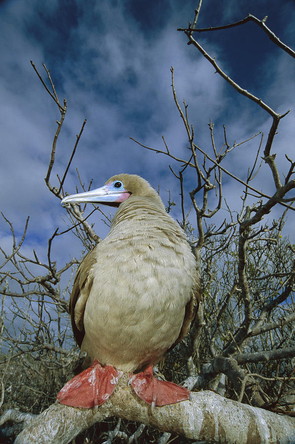 Red-footed Booby In Palo Santo Tree Photograph by Tui De Roy