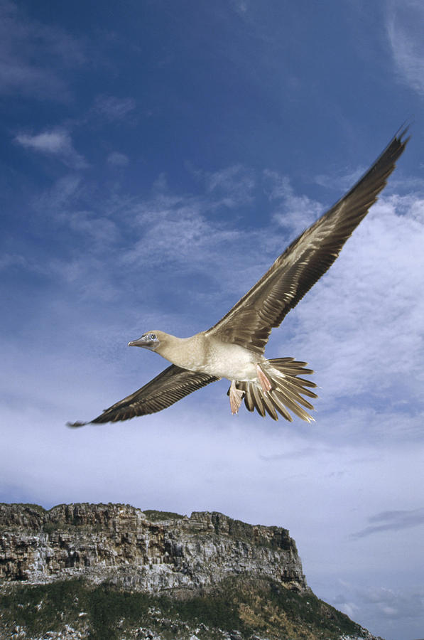 Red-footed Booby Juvenile Flying Photograph by Tui De Roy