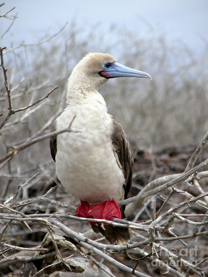 Bird Photograph - Red-footed Booby by Liz Leyden