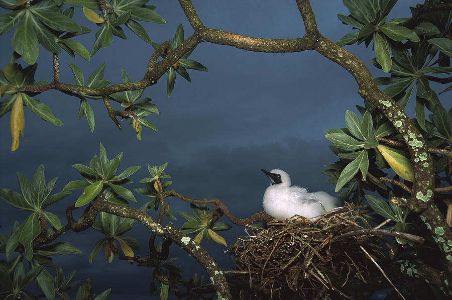 Red-footed Booby Nesting Palmyra Atoll Photograph by Tui De Roy