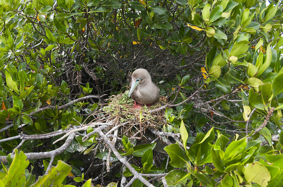 Red-footed Booby On Nest Galapagos Photograph by Tui De Roy