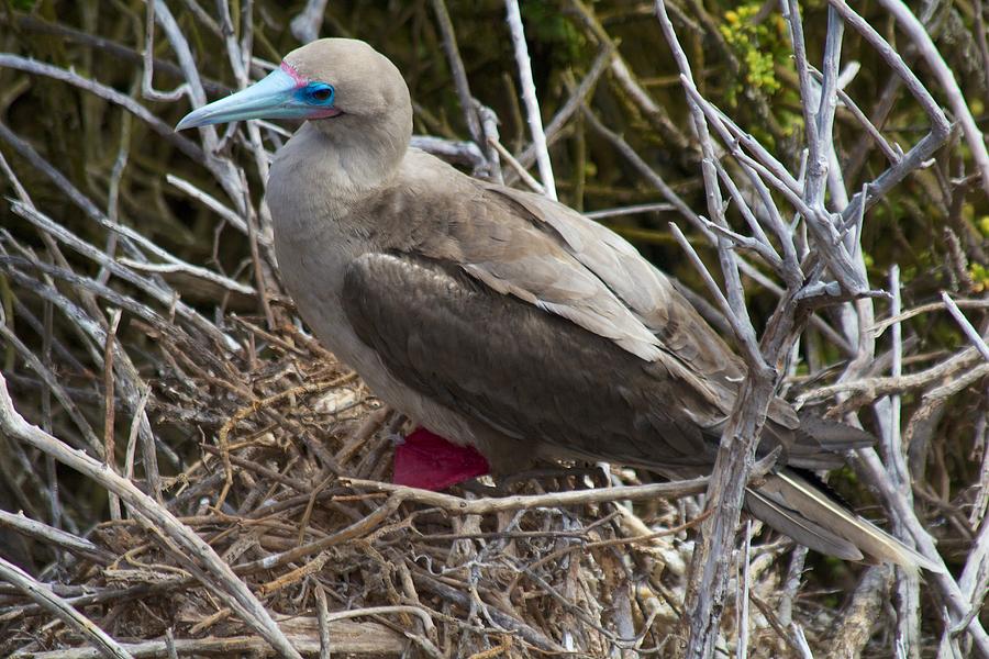 Red Footed Booby on the nest Photograph by Allan Morrison
