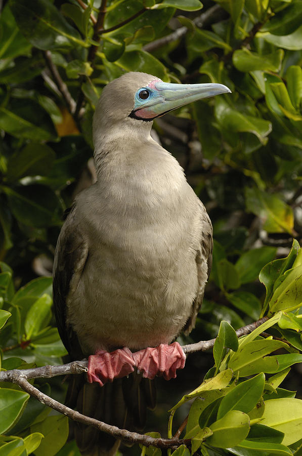 Red-footed Booby Portrait Galapagos Photograph by Pete Oxford
