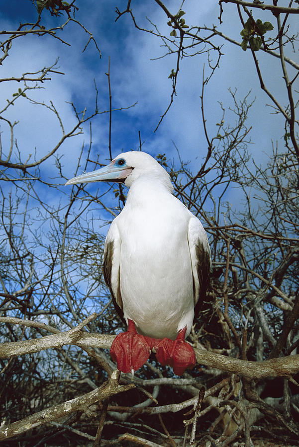 Red-footed Booby White Morph Galapagos Photograph by Tui De Roy