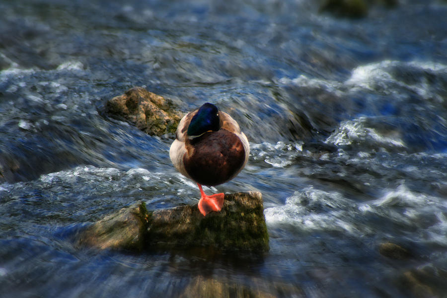 Red Footed Duck - On The River Wye Waterfall - Bakewell Peak District - England Photograph by Doc Braham