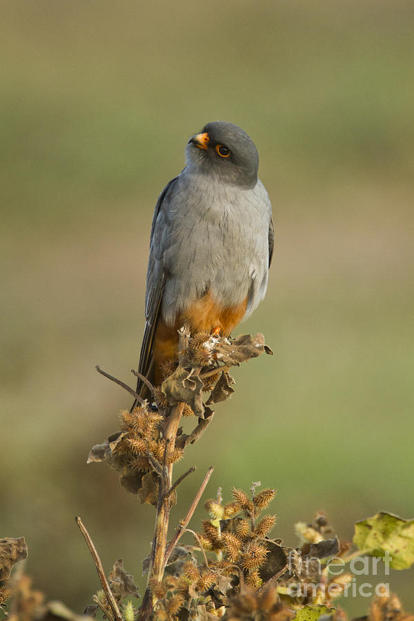 Wildlife Photograph - Red footed falcon falco vespertinus 1 by Eyal Bartov