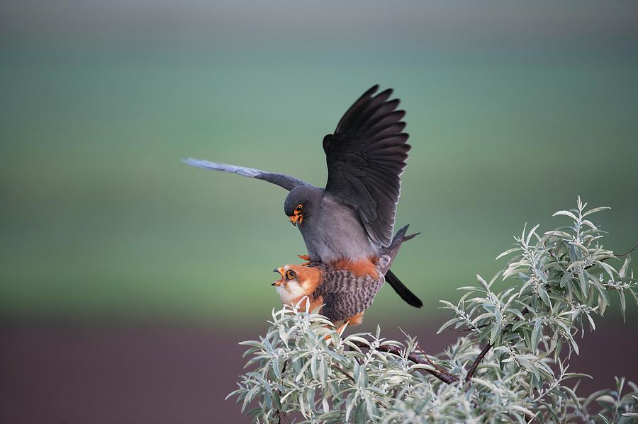 Red-footed Falcons Mating Photograph by Dr P. Marazzi