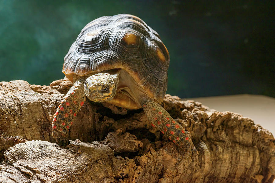 Red-footed Tortoise Chelonoidis Photograph by Panoramic Images - Pixels