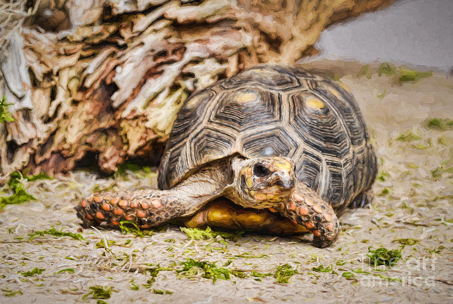 Red Footed Tortoise - Painterly Photograph by Les Palenik