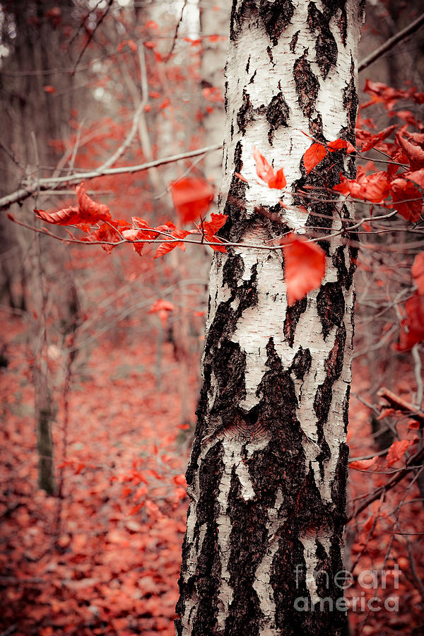 Red Forest Photograph by Hannes Cmarits