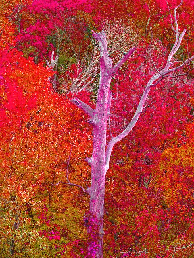 Pink Tree in a  Red Forest Mixed Media by Stacie Siemsen
