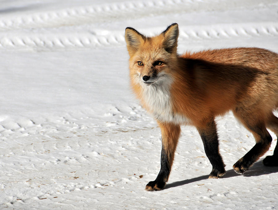 Red Fox 1 Photograph by Matt Swinden