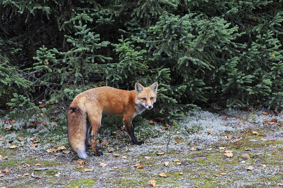 Red Fox 2 Photograph by Gary Hall