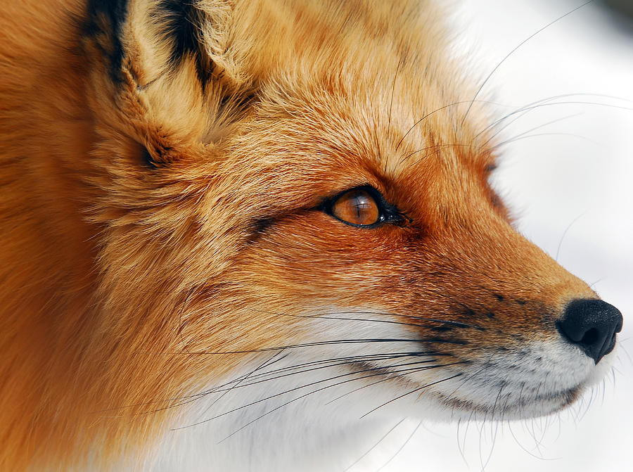 Nature Photograph - Red Fox by Alain Turgeon