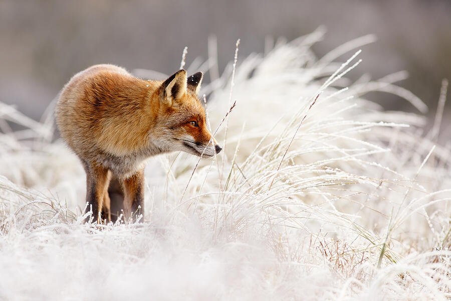 Winter Photograph - Red Fox and Hoar Frost _ The Catcher in the Rime by Roeselien Raimond