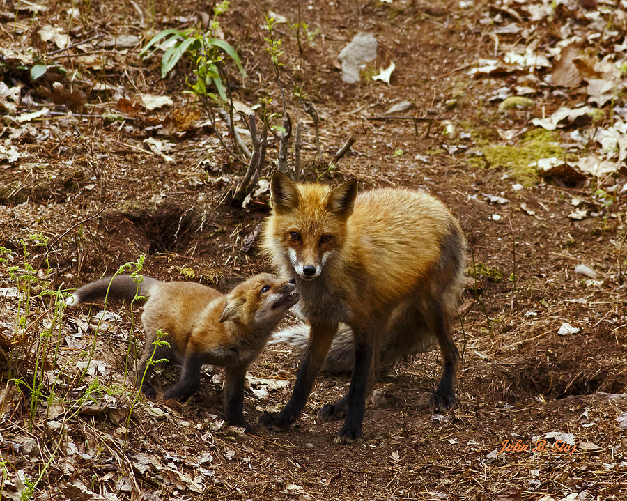 Red Fox and Kit Photograph by John Stoj - Fine Art America