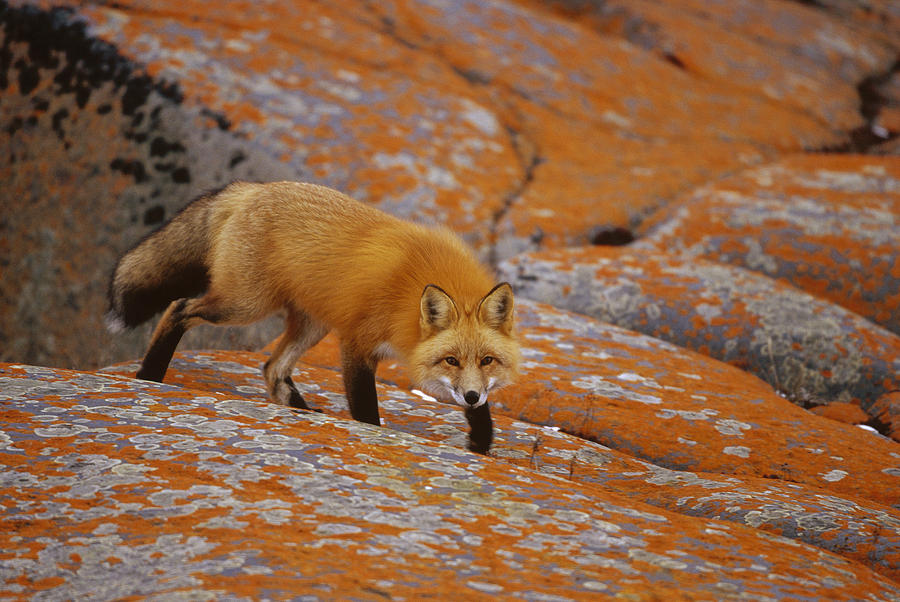 Red Fox And Orange Lichen Canada Photograph by Konrad Wothe