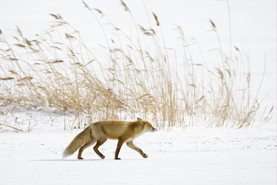 Red Fox And Reeds In Snow Hokkaido Photograph by Dickie Duckett