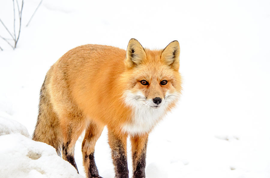 Red Fox Snowy Backdrop Photograph by Roxy Hurtubise