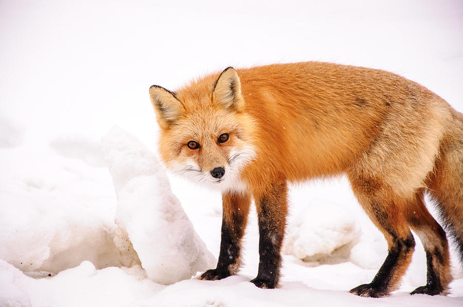 Red Fox Curious Photograph by Roxy Hurtubise