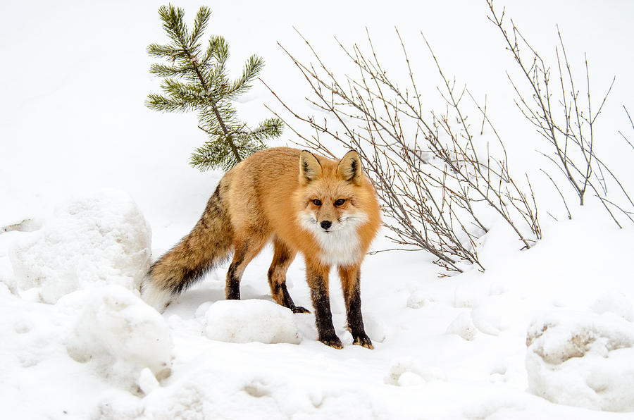 Red Fox Winter Landscape Photograph by Roxy Hurtubise