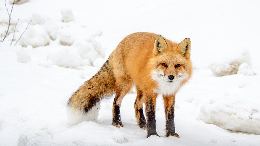 Red Fox Looking at You Photograph by Roxy Hurtubise
