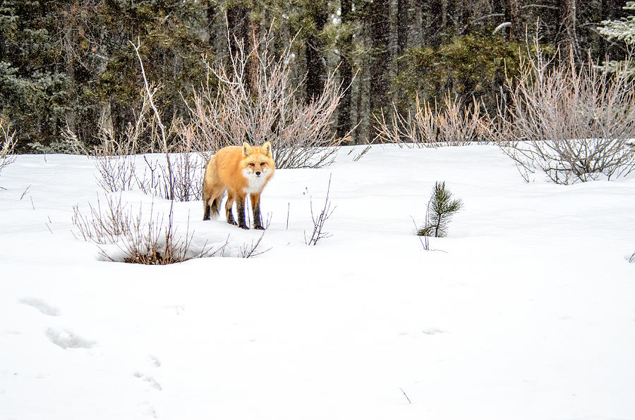 Red Fox All Alone Photograph by Roxy Hurtubise