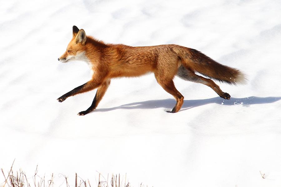 Red Fox And White Snow Photograph By Jack Rainey Fine Art America
