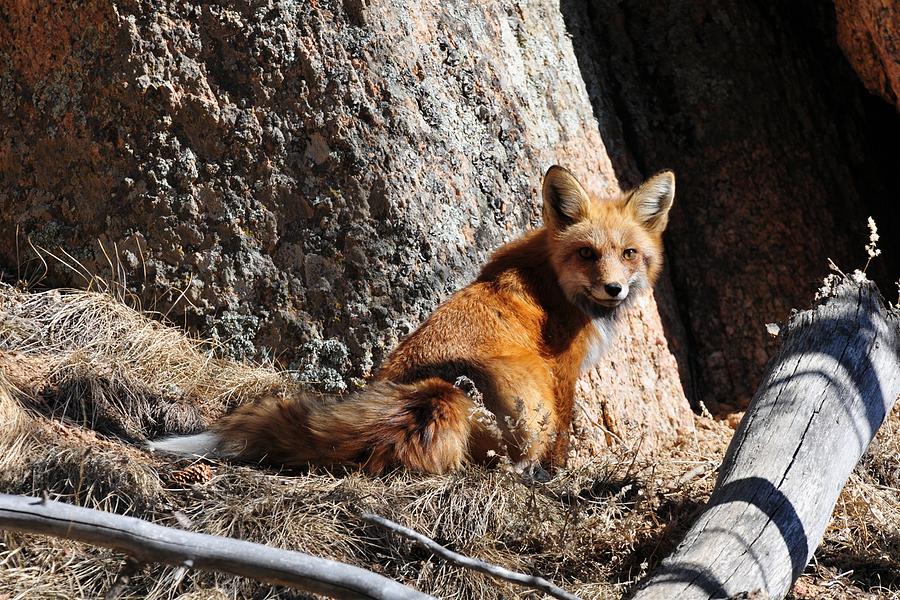 Red Fox at Den Photograph by Marilyn Burton