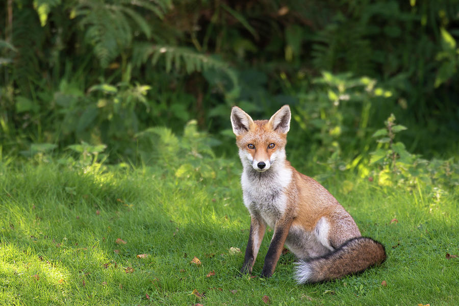Red Fox At Edge Of Forest By James Warwick