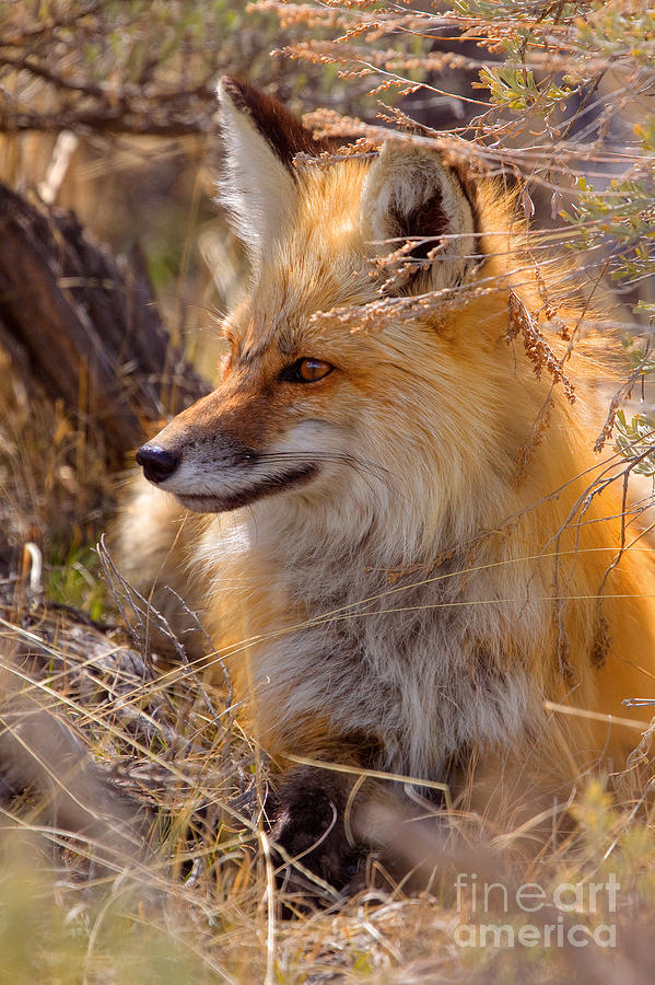 Red Fox at Rest Photograph by Aaron Whittemore