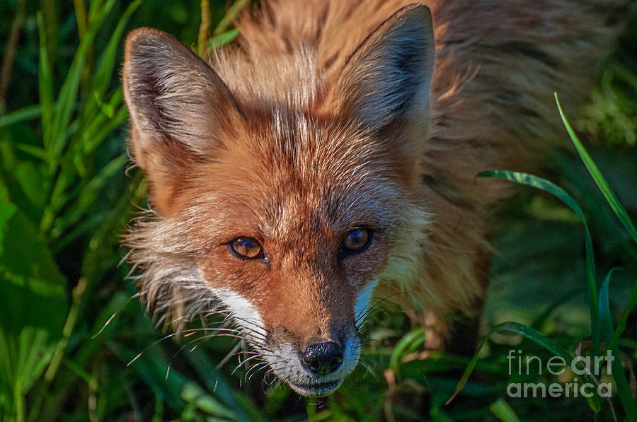 Red Fox Photograph by Bianca Nadeau