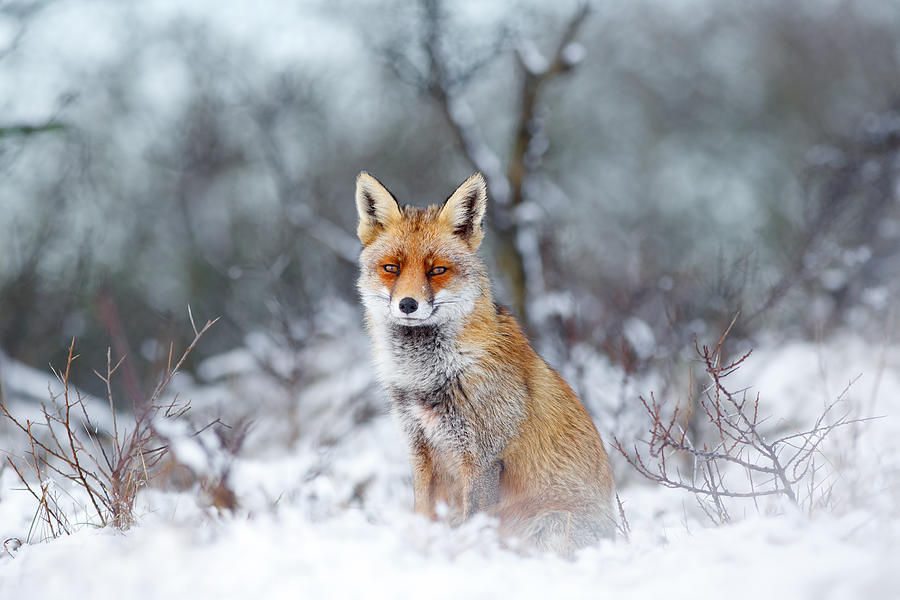 Winter Photograph - Red Fox Blue World by Roeselien Raimond