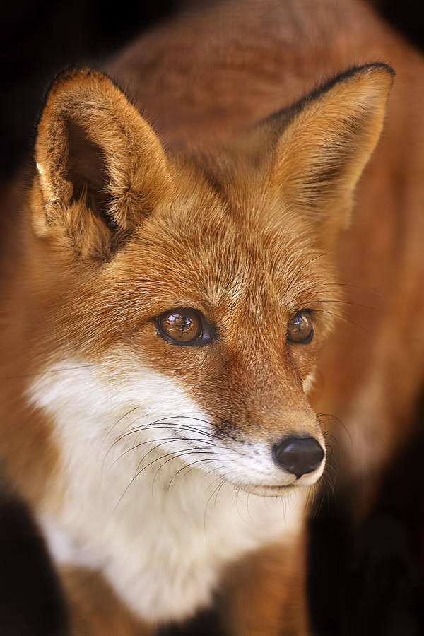 Red Fox  Photograph by Brian Cross