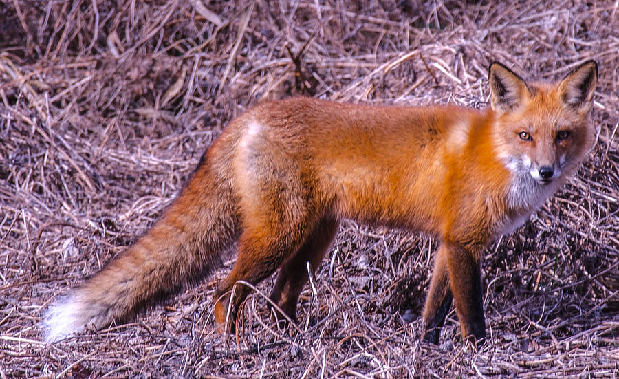 Red Fox Photograph by Bruce Pritchett