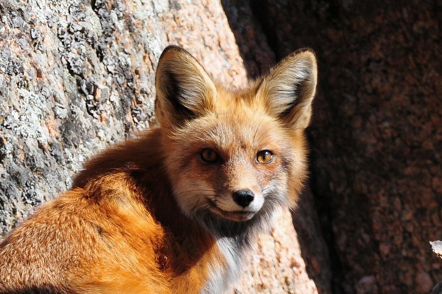 Red Fox by Boulder Photograph by Marilyn Burton