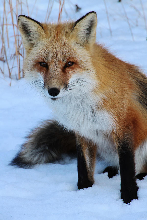 Red Fox Photograph by Cheryl Somers - Pixels