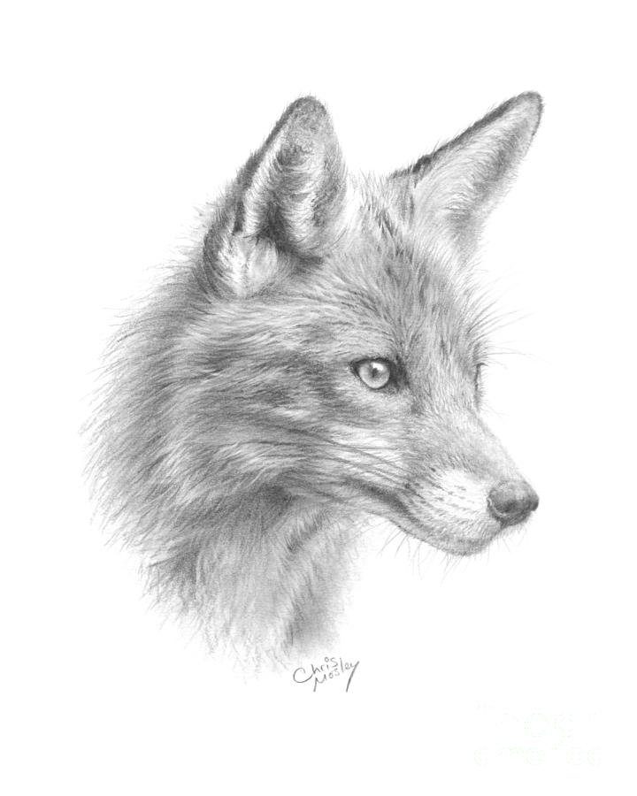 Red Fox Drawing by Chris Mosley