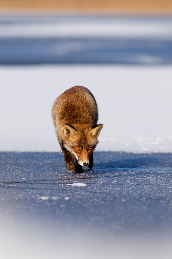 Wildlife Photograph - Red fox crossing a frozen lake by Roeselien Raimond