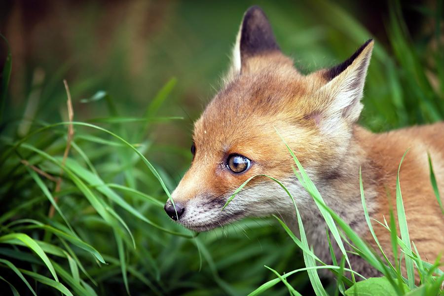 Red Fox Cub Photograph by Alex Hyde