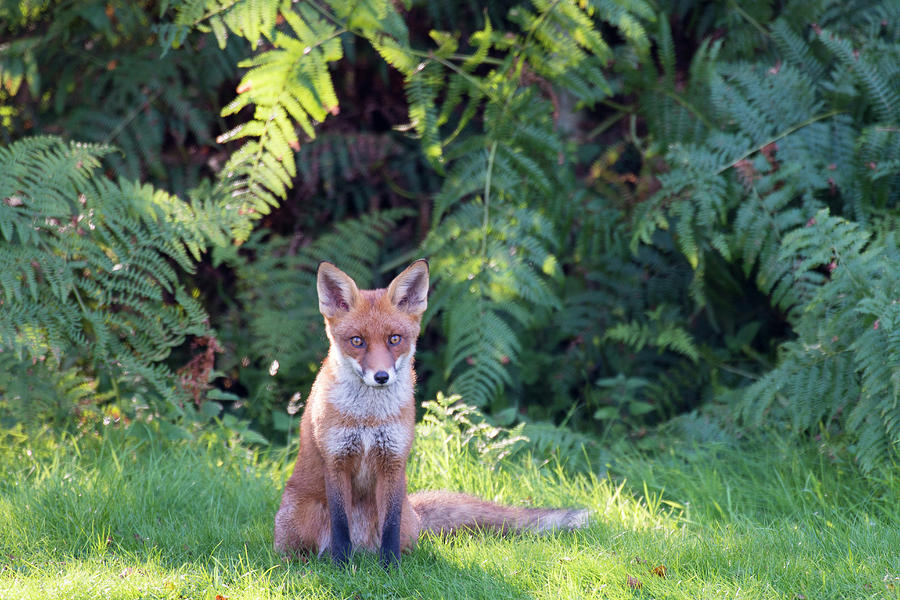 Red Fox Cub And Bracken Photograph by James Warwick