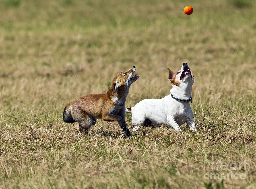 Red Fox Cub And Jack Russell Playing Photograph by Brian Bevan