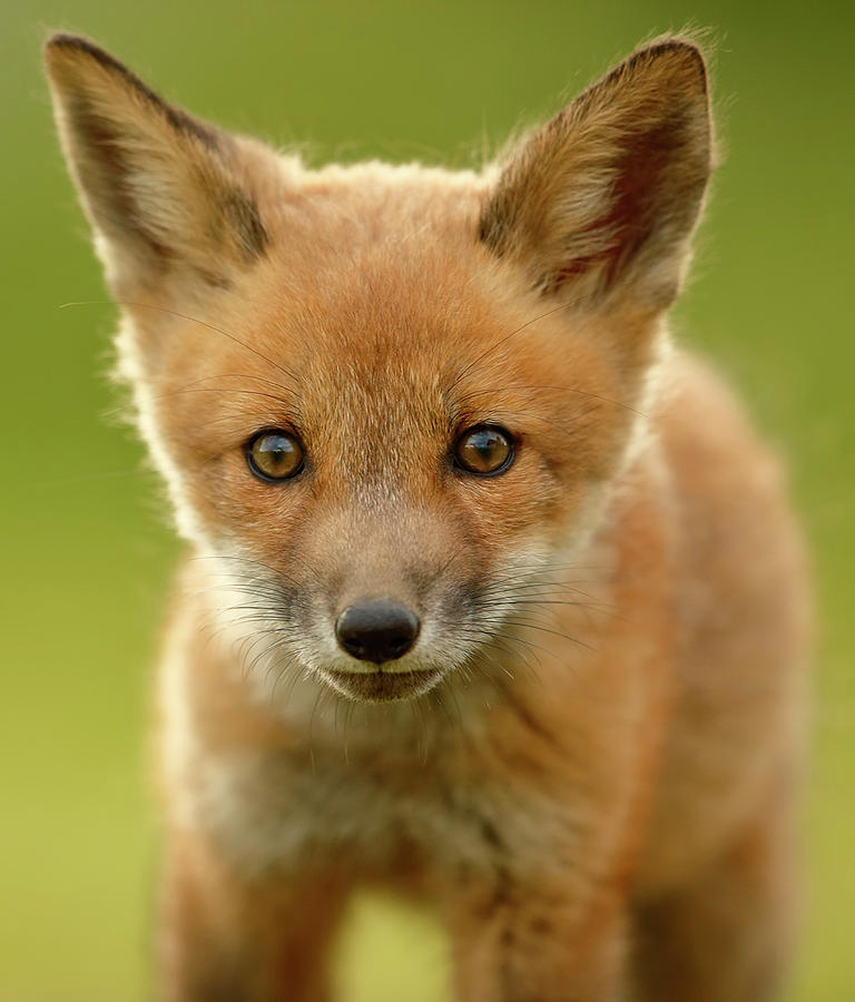 Red Fox Cub Photograph by Assaf Gavra