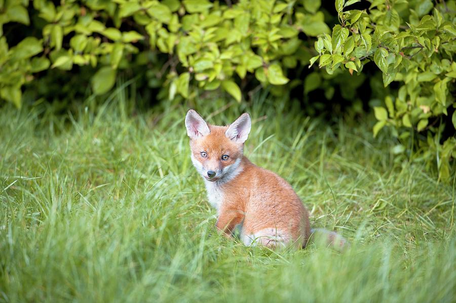 Red Fox Cub Photograph by Dr P. Marazzi/science Photo Library - Pixels