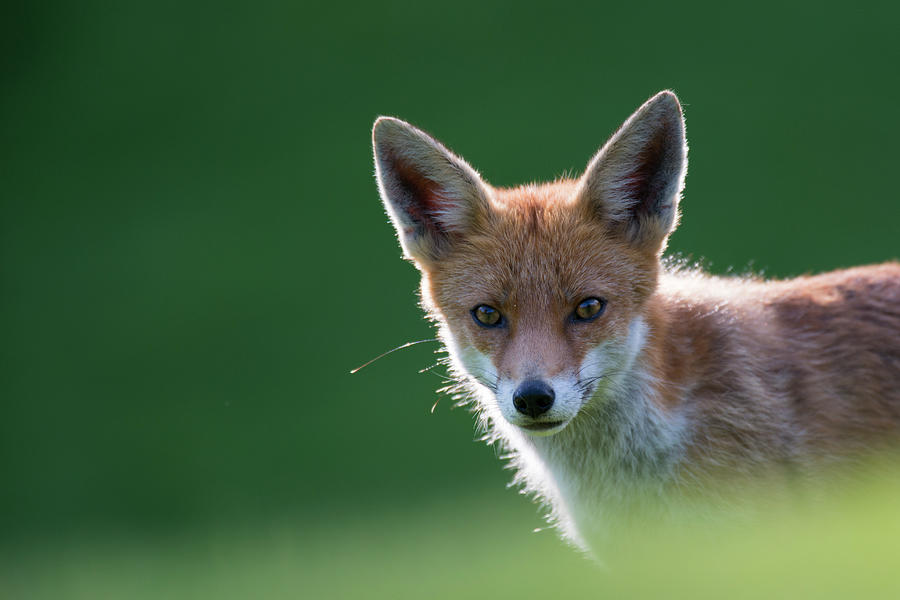 Red Fox Cub Portrait Photograph by James Warwick