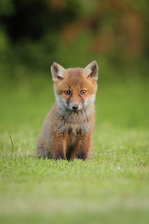 Red Fox Cub Photograph by Stuart Shore, Wight Wildlfie Photography