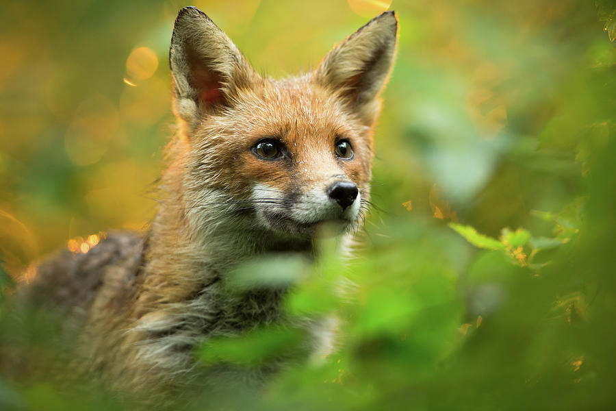 Red Fox Photograph by Damiankuzdak