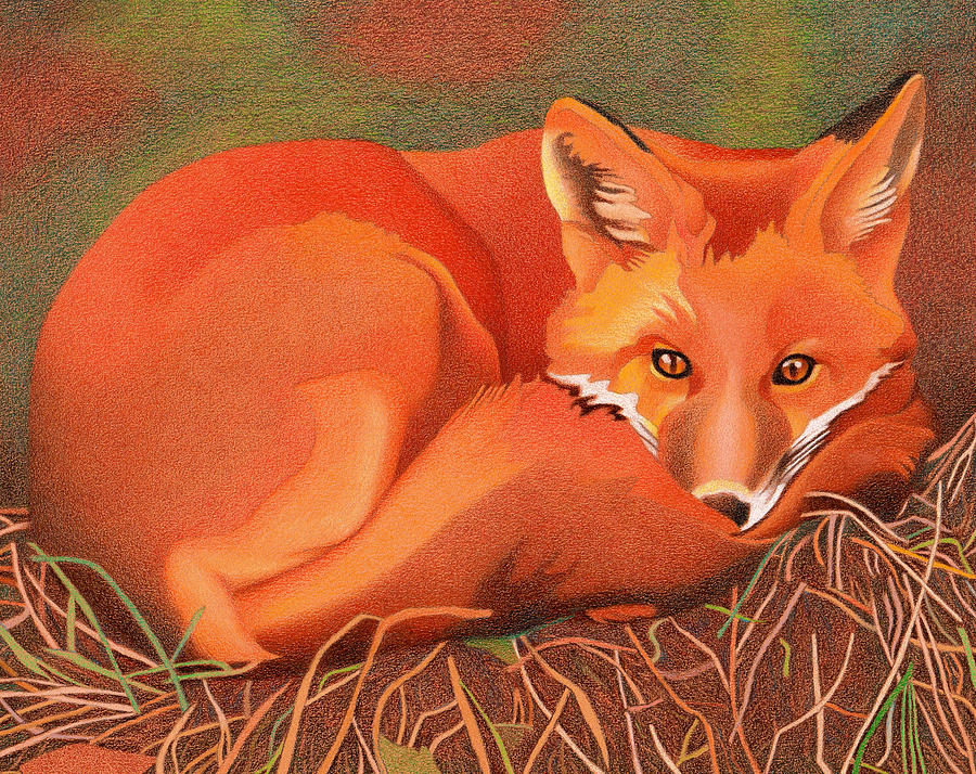 Red Fox Drawing by Dan Miller